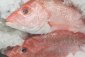 Fishers caught with 45 times daily snapper limit face prosecution
