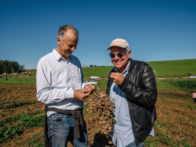 Pic’s NZ-grown peanut harvest nears completion, taste test to come