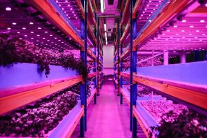 Perspectives: Space agri boldly grows food where none has grown before