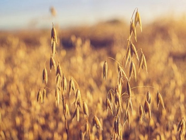 Govt pledges $6m Southland oat factory cheque