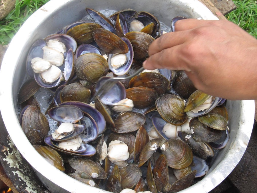 Fijian mussels removed from sale