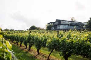 Babich organic wine sales grow 242%