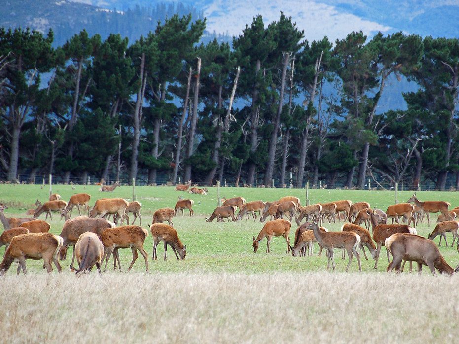 Deer Industry NZ marks China, US market progress