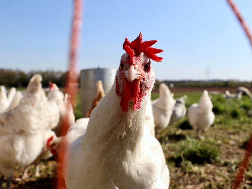Poultry Producers join biosecurity GIA