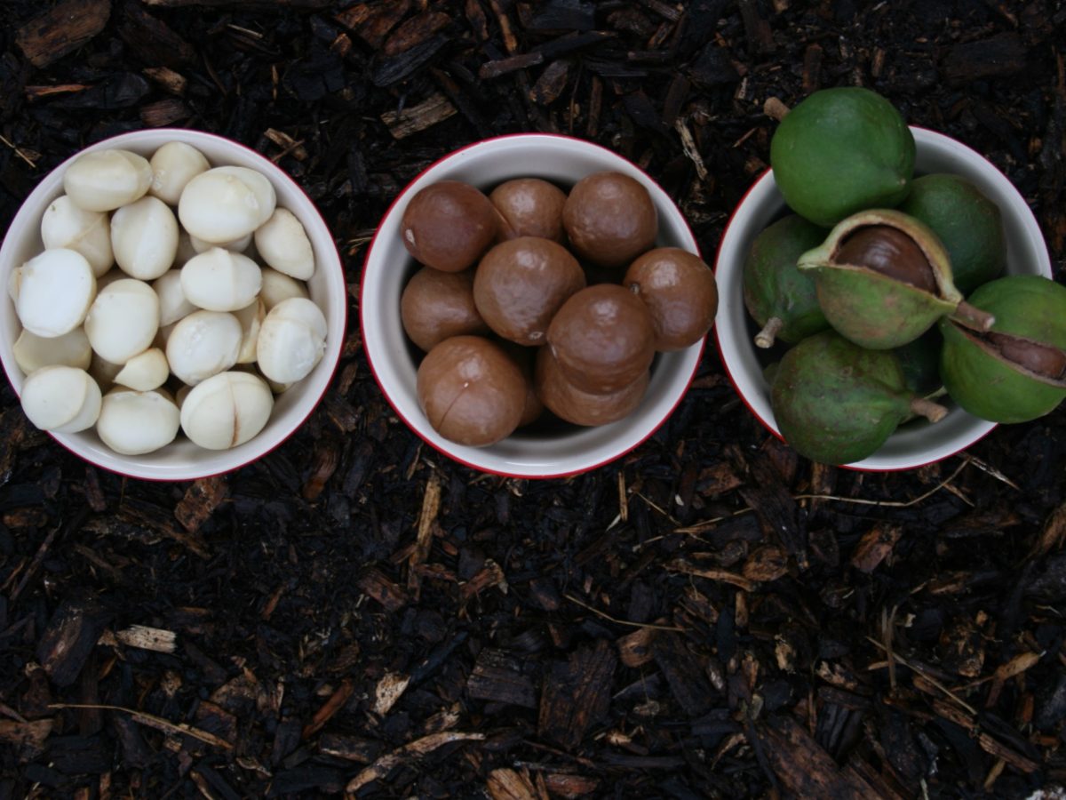 NZ macadamia nuts punching above their weight in key nutrients