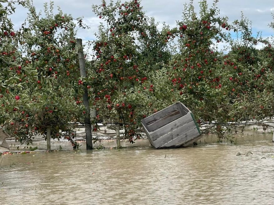 … as flood-hit apple industry left in ‘unprecedented position’ – NZAPI