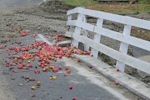NZ pipfruit crop down 21% due to cyclone – NZAPI