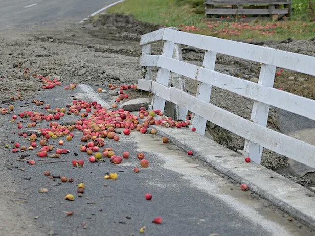 Perspectives: Cyclone Gabrielle hit NZ’s main fruit-growing region – now orchardists face critical climate choices