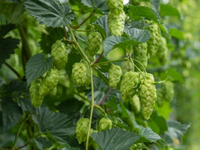 NZ Hops launches new variety