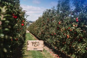 T&G Global export apple harvest kicks off