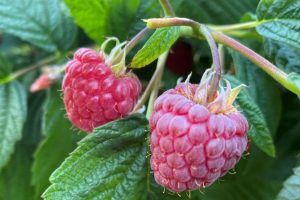New raspberry to extend harvest window