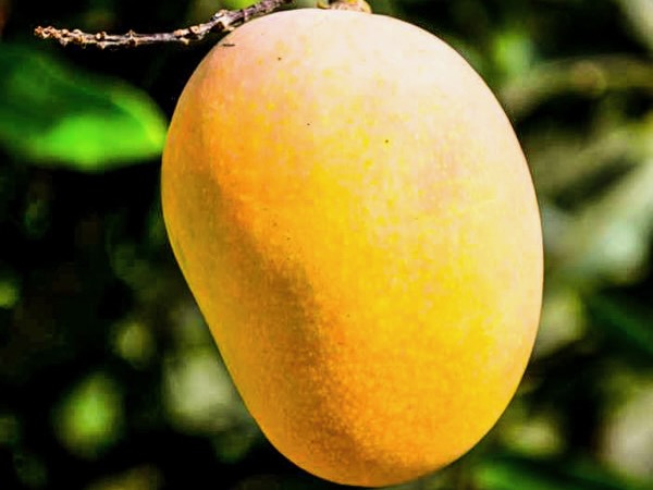 Plant & Food Research secures $240k mango contract