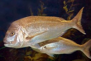 Govt supports ‘super’ snapper research