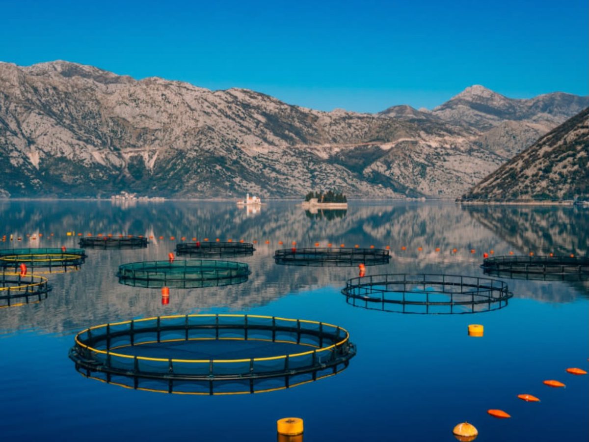 NZ needs aquaculture legislation to support $3bn 2035 target – South Port