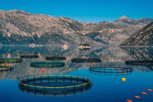 New consenting process will help aquaculture – govt