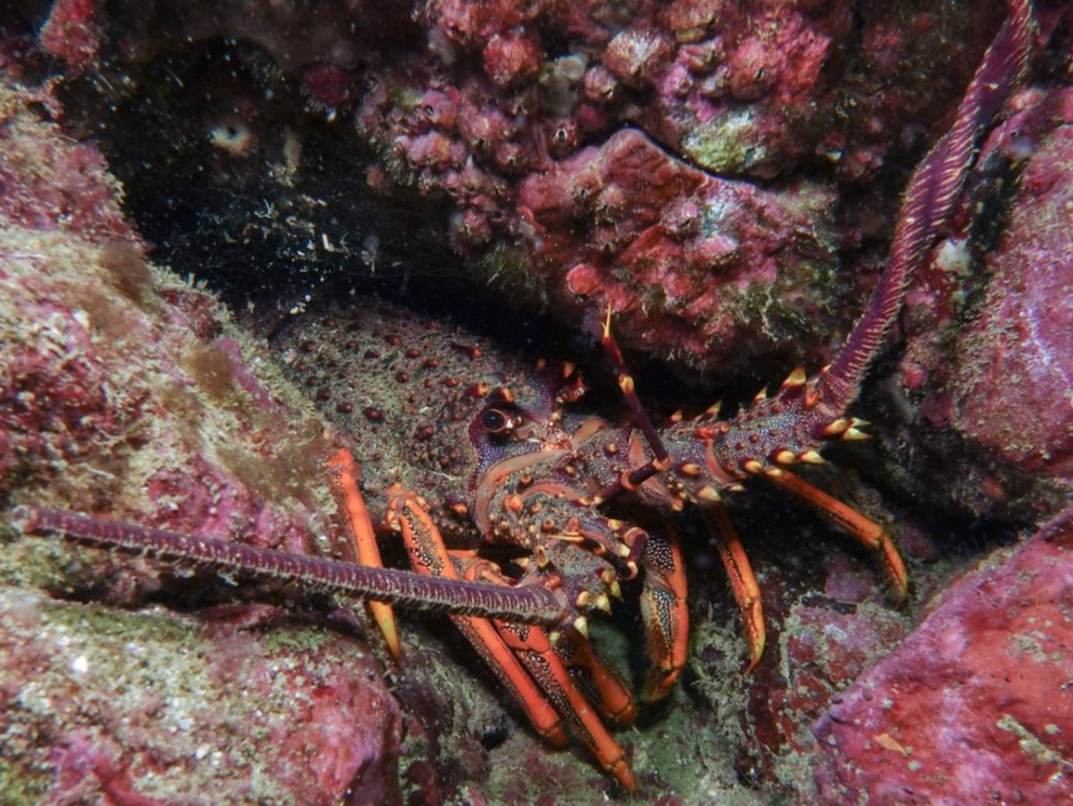 Catch limits cuts for Northland rock lobster