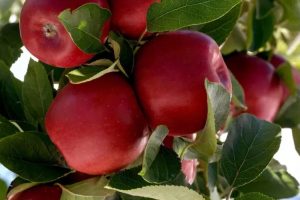 T&G launches new premium apple variety Joli