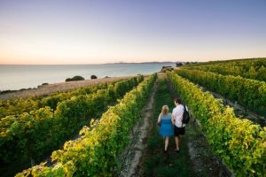 Booze bill could be “major blow” for wine tourism – NZ Winegrowers