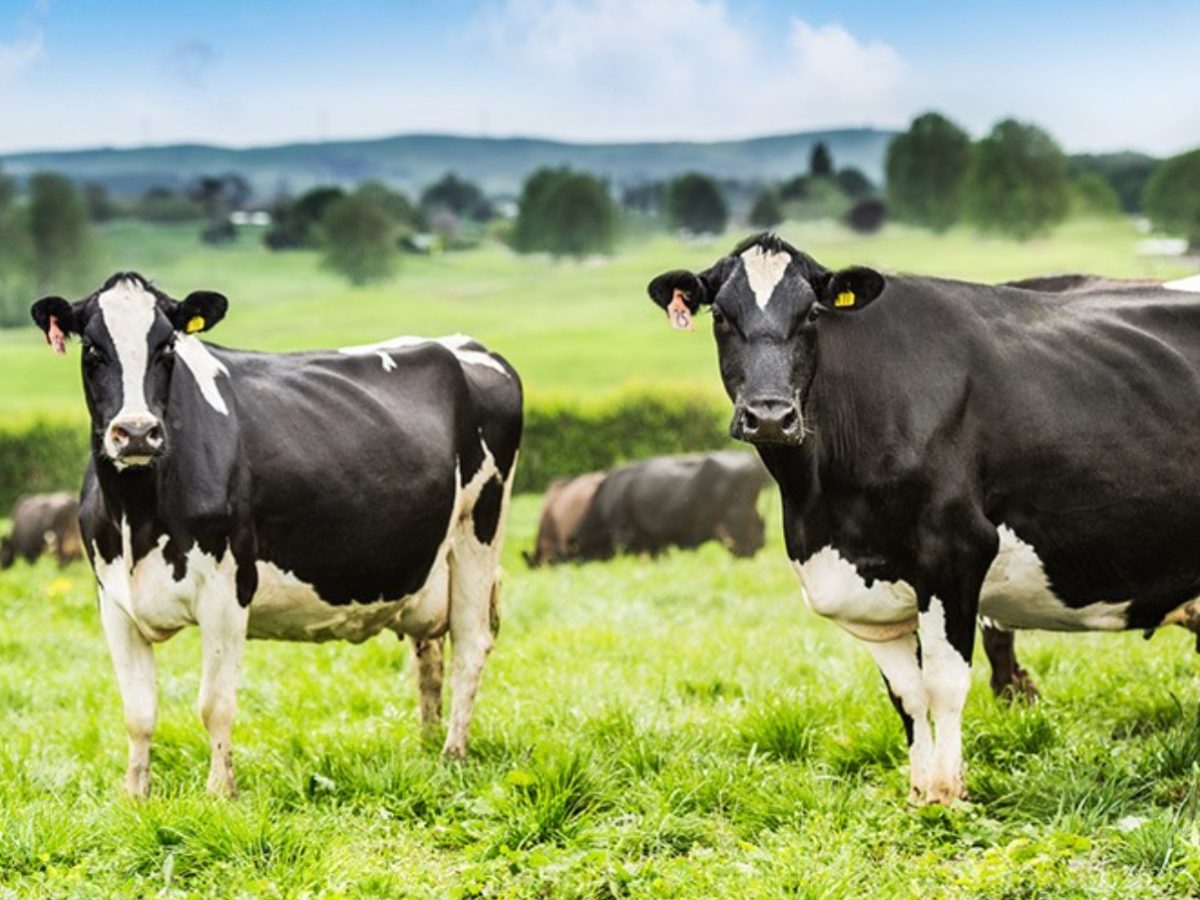 Perspectives: What is the impact of Brexit on dairy and can NZ benefit?