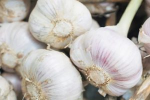 Venture Taranaki launches garlic growing trials