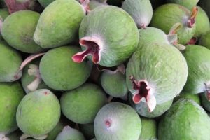 Feijoa at centre of HVN diabetes study