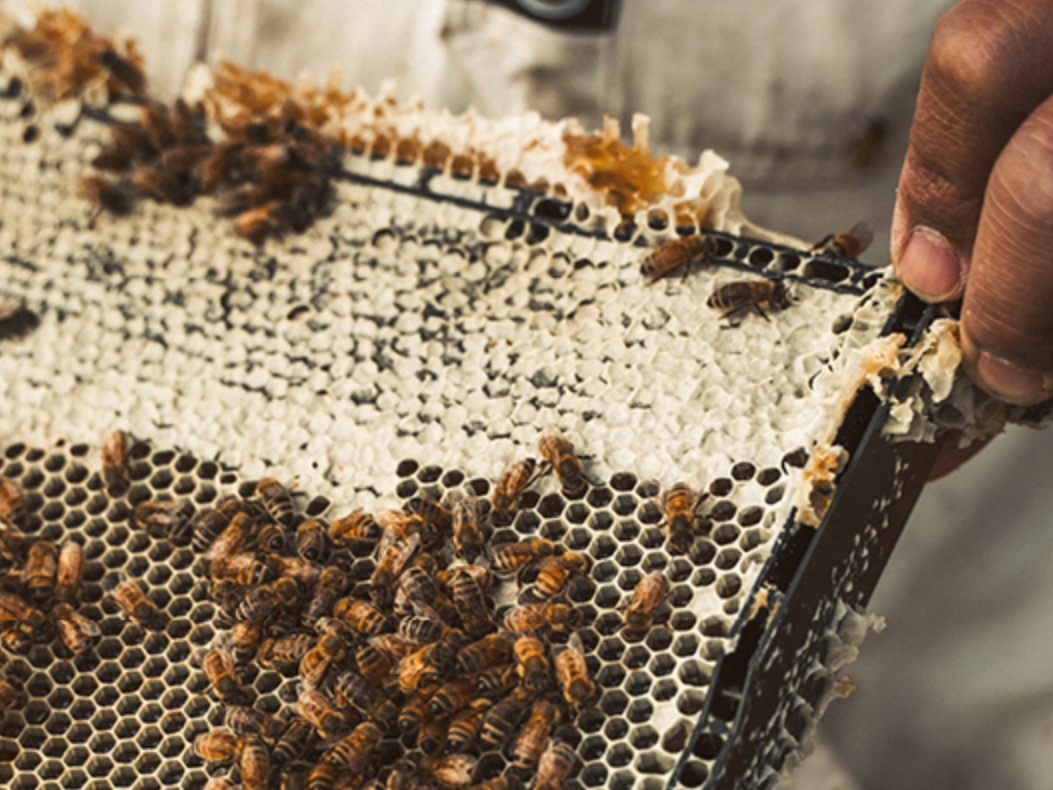 Who are NZ’s best honey producers 2023?