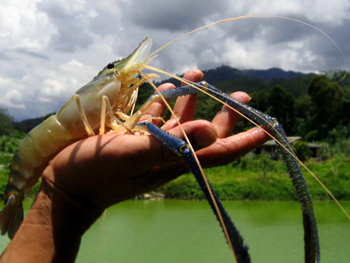 Giant river prawns biosecurity consultation