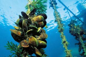 Govt gets behind $1m mussel spat project