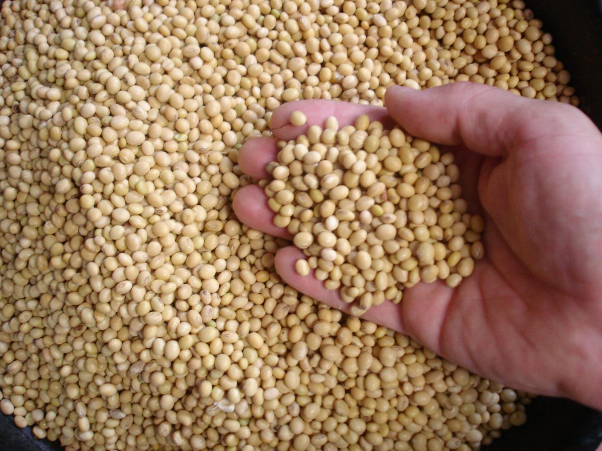 FSANZ seeks feedback on new GM soybean line