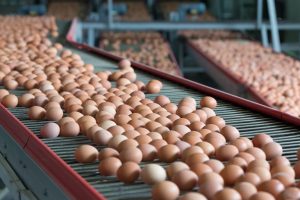 Egg wholesaler cracks after battery ban