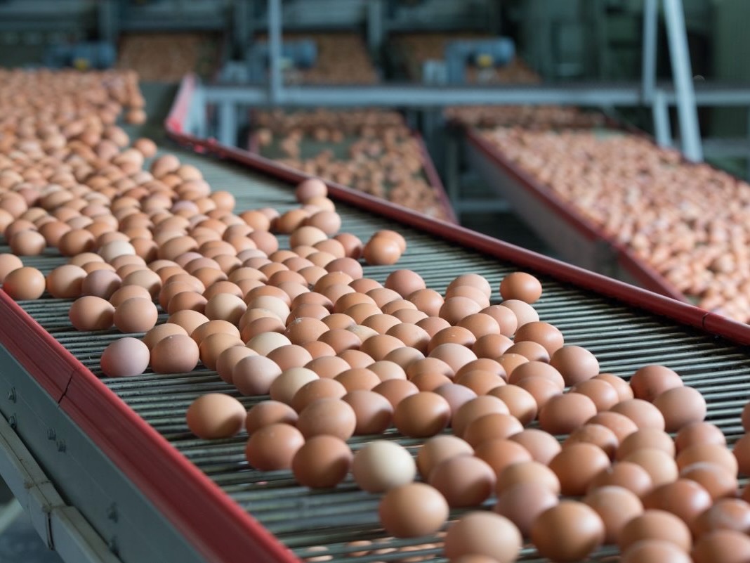 Egg wholesaler cracks after battery ban