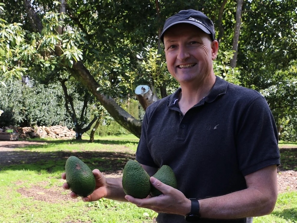 Avocado grower launches NZ tourism first to combat low prices