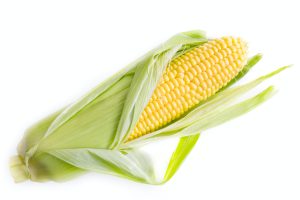 FSANZ seeks GM corn feedback