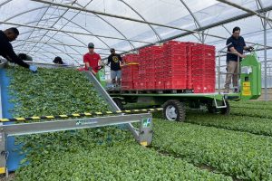 Electric harvester in NZ debut at Leaderbrand