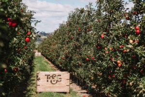 T&G joins hort cohort with deep post-cyclone loss