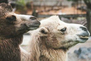 Perspectives: More resistant to climate change, eco-friendlier, quality milk – the rise of camel dairy