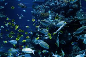 Perspectives: Marine sanctuaries safeguard more than ecology – they benefit fisheries too